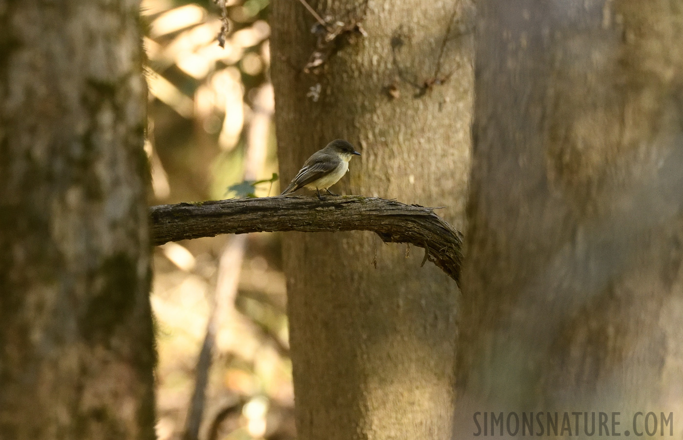 Sayornis phoebe [400 mm, 1/250 sec at f / 7.1, ISO 2500]